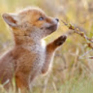 Meet your Posher, Bronwyn